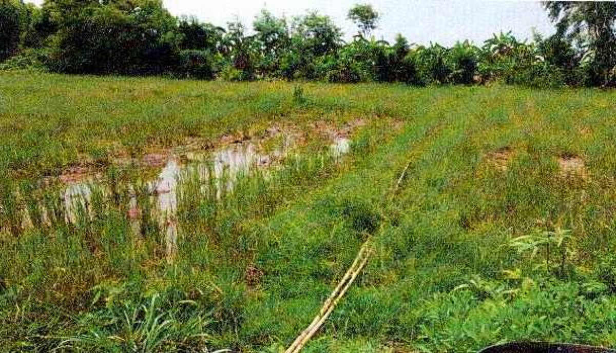 ที่ดินเปล่า หนองคาย รัตนวาปี โพนแพง 314000
