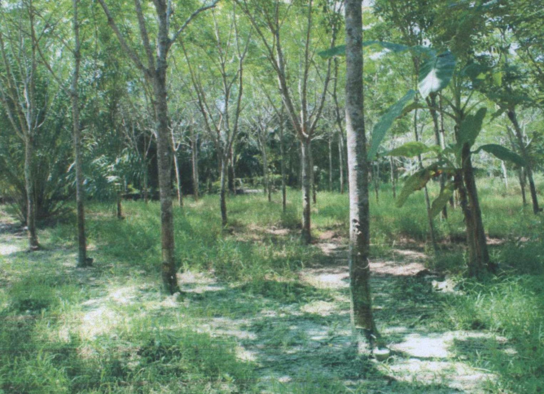 ที่ดินเปล่า สุราษฎร์ธานี กาญจนดิษฐ์ ตะเคียนทอง 169500