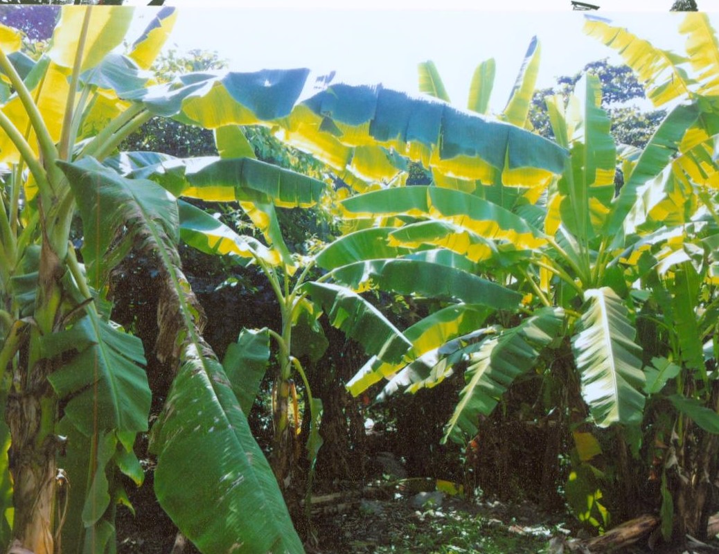 Residential land/lot Bangkok Rat Burana Bang Pakok 1435000