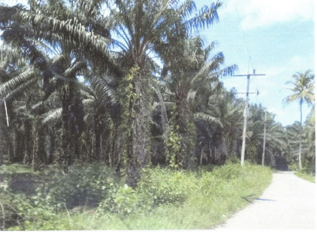 Residential land/lot Phangnga Thap Put Marui 1375815