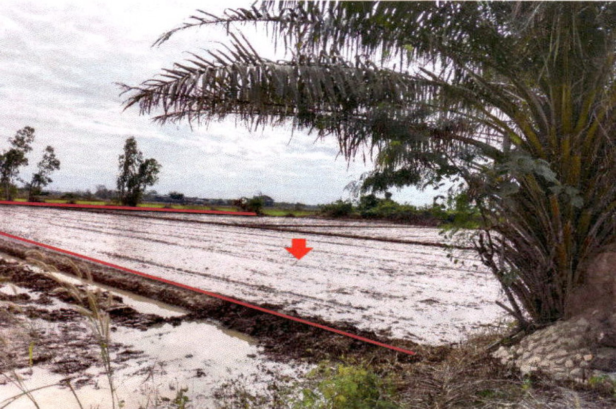 Residential land/lot Phrae Nong Muang Khai Nong Muang Khai 281666