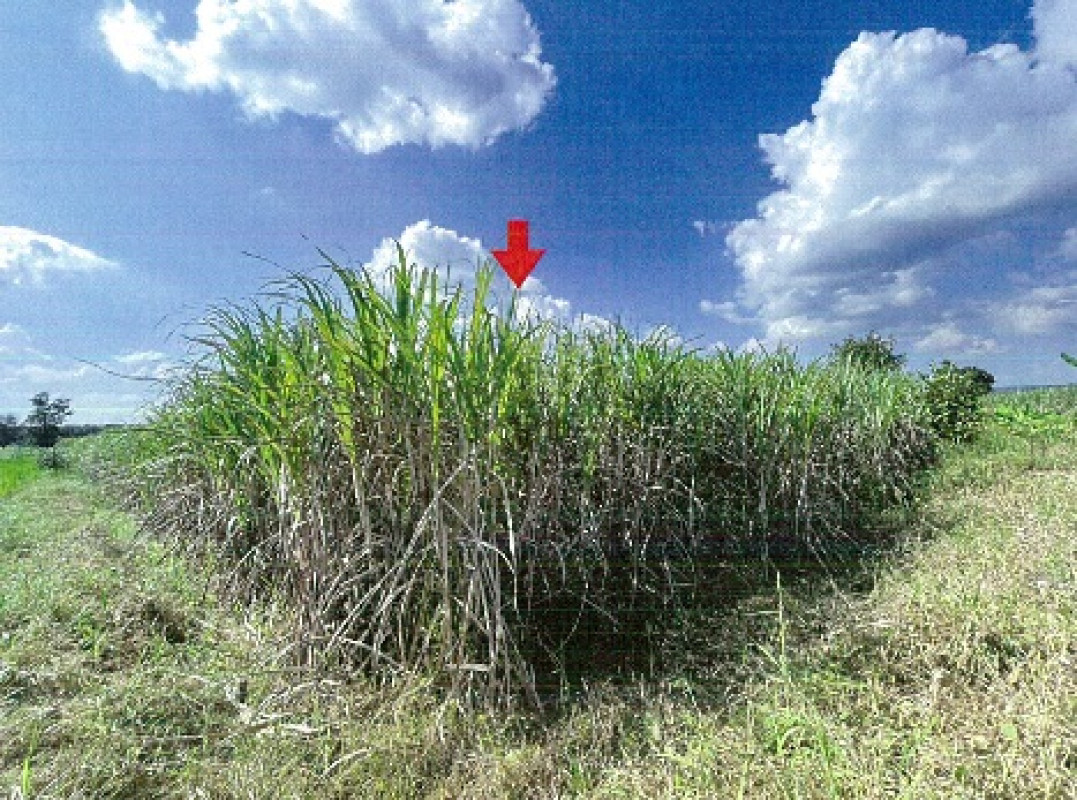 Residential land/lot Khon Kaen Kranuan Hua Na Kham 404464