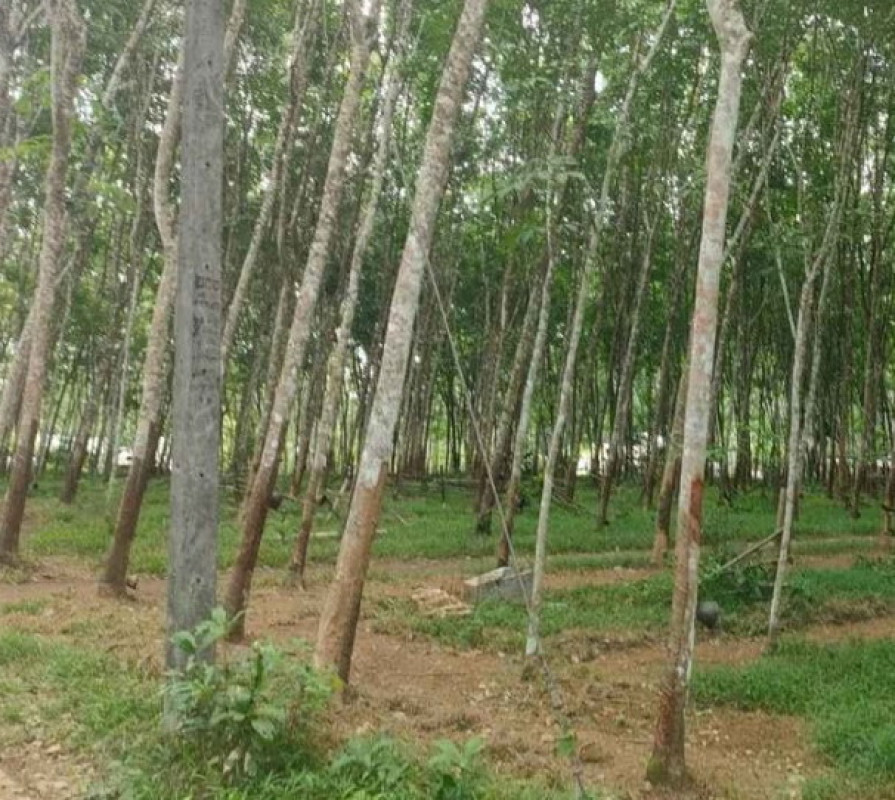 ที่ดินเปล่า ตรัง ปะเหลียน ท่าพญา 246100