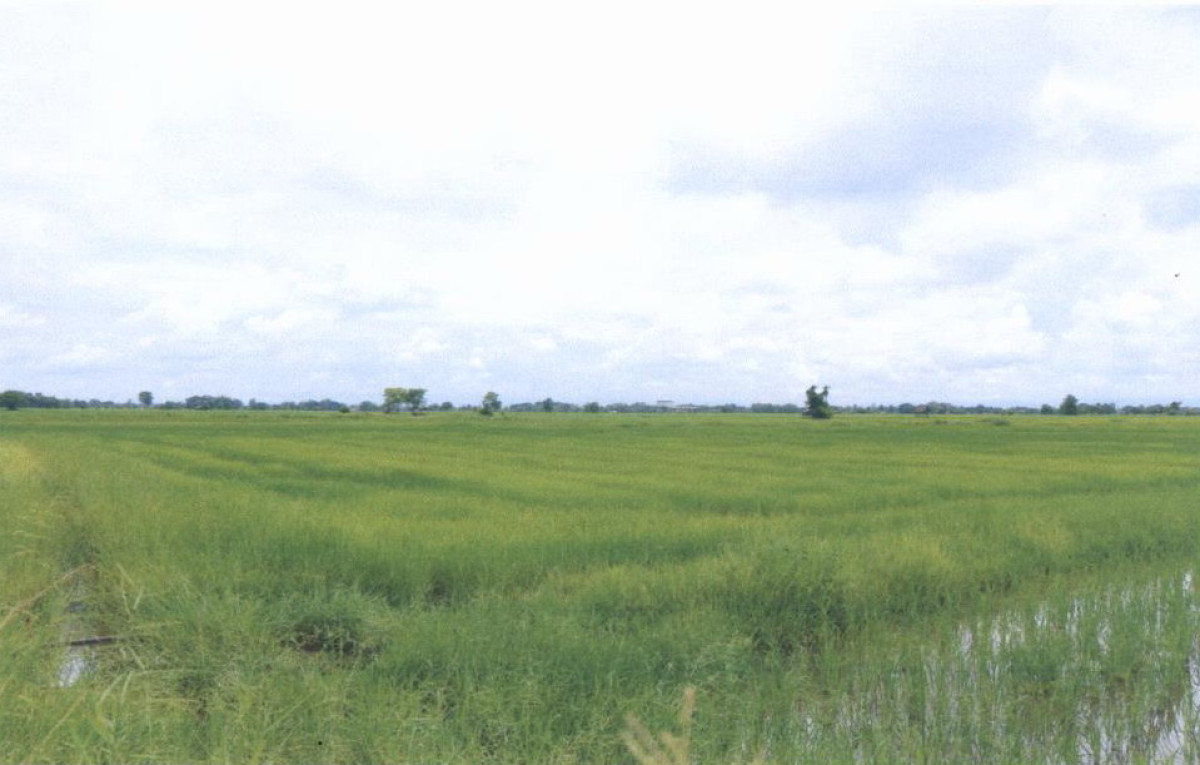 ที่ดินเปล่า แพร่ เมืองแพร่ ทุ่งกวาว 247200