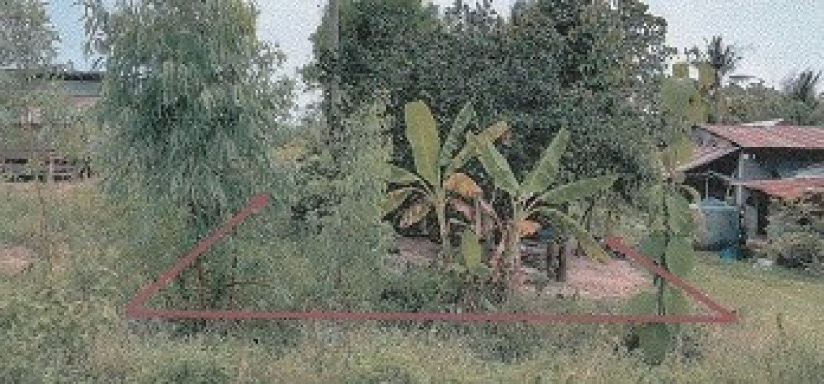 Residential land/lot Surin Phanom Dong Rak Bak Dai 24000