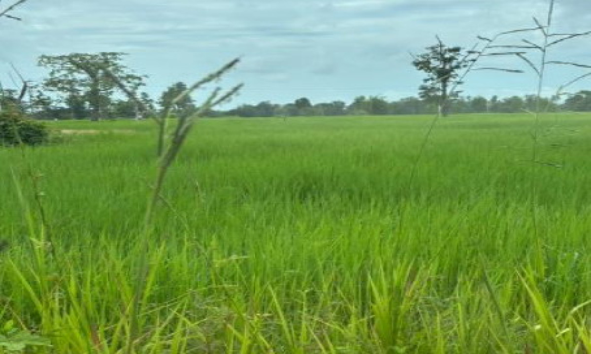 ที่ดินเปล่า อุบลราชธานี วารินชำราบ โพธิ์ใหญ่ 350025