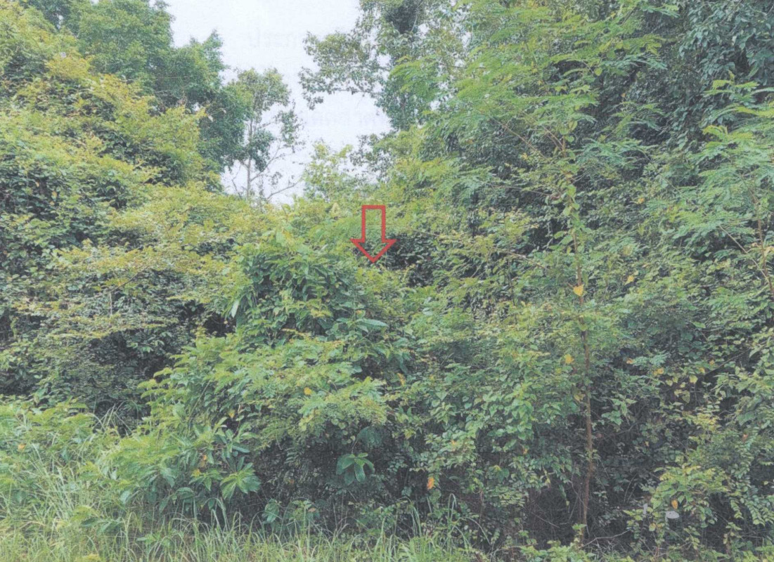 Residential land/lot Pattani Mai Kaen Sai Thong 232078