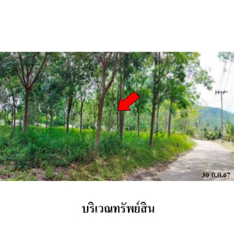 Residential land/lot Surat Thani Ko Samui Na Mueang 6610500