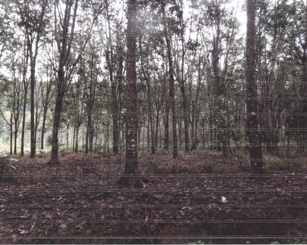 Residential land/lot Songkhla Sadao Thung Mo 1119000