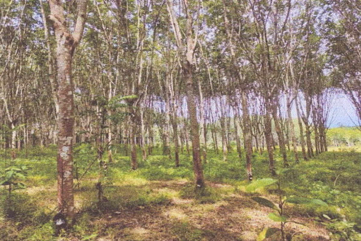 ที่ดินเปล่า กระบี่ เขาพนม เขาพนม 432640