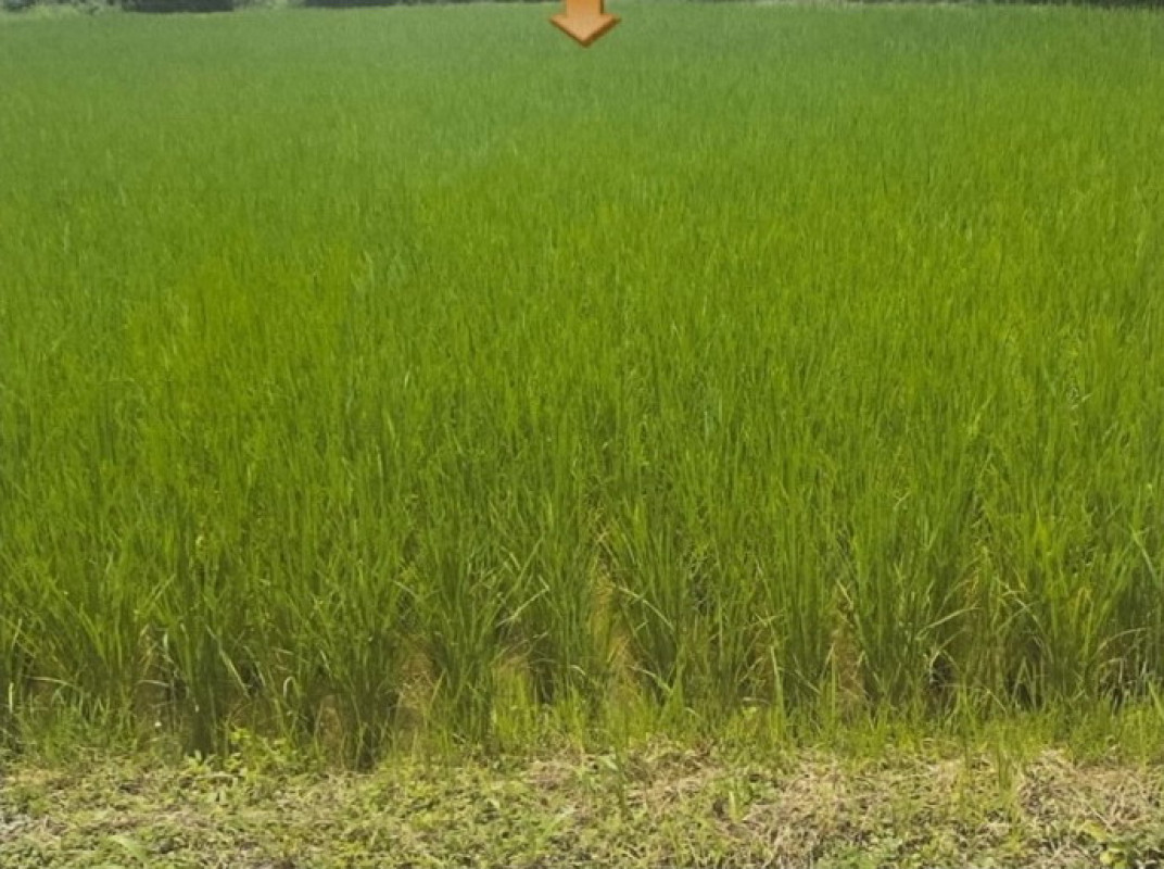 ที่ดินเปล่า สกลนคร สว่างแดนดิน สว่างแดนดิน 276080