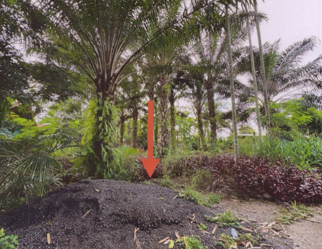 Residential land/lot Surat Thani Phunphin Tha Kham 237000
