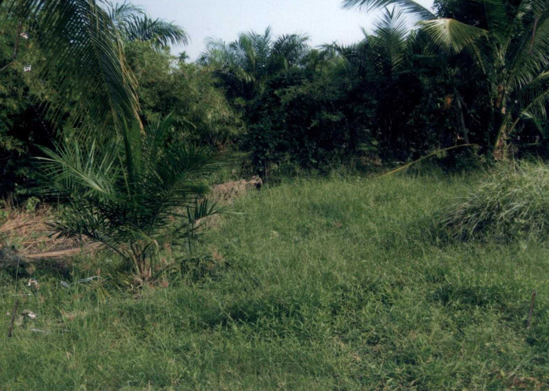 Residential land/lot Surat Thani Kanchanadit Kadae 2793280