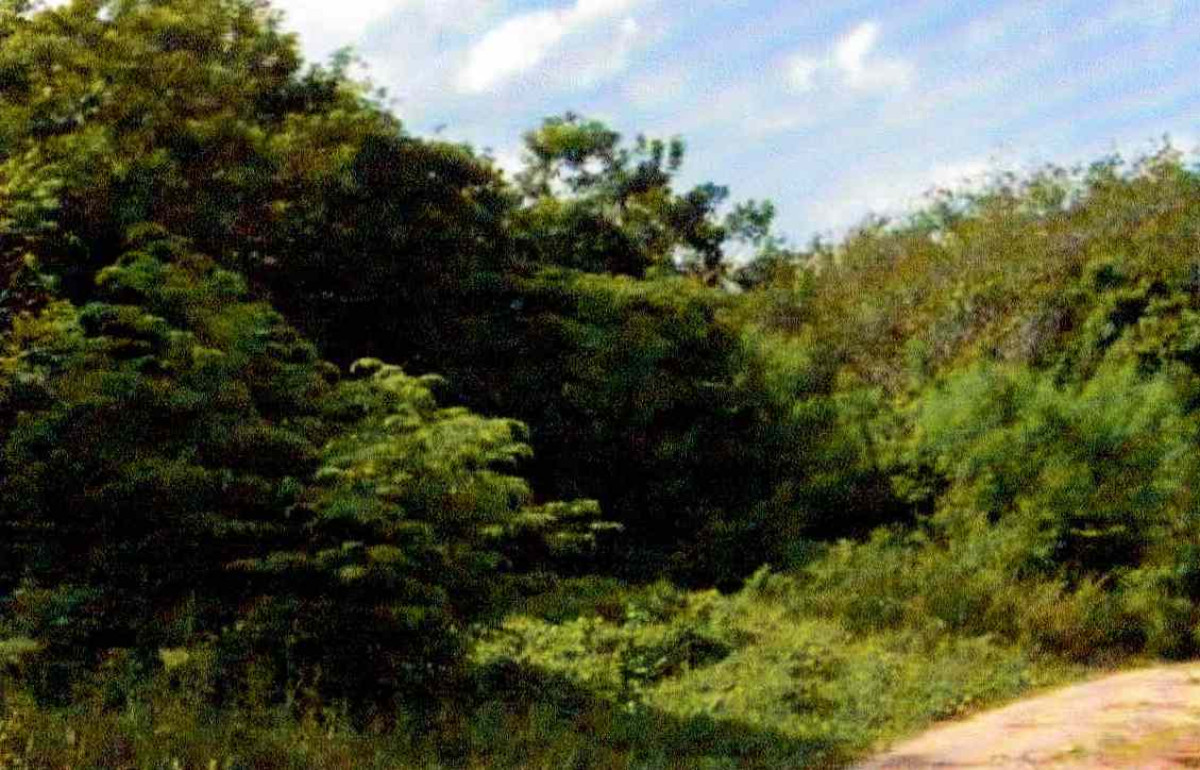 Residential land/lot Pattani Khok Pho Na Ket 58448