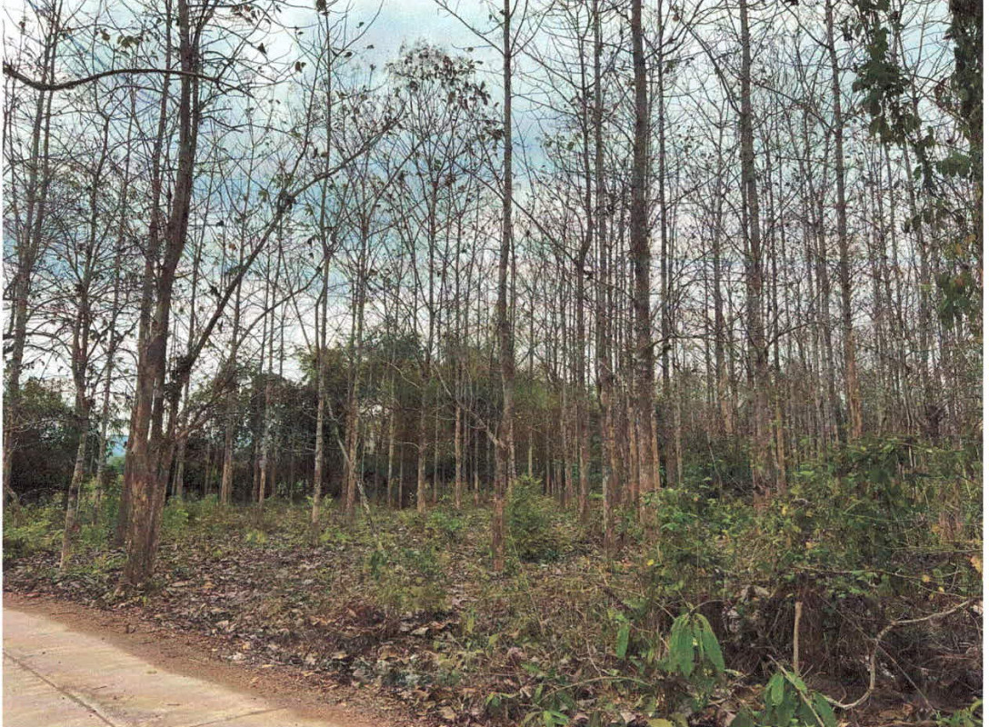 Residential land/lot Lampang Ngao Mae Tip 265750