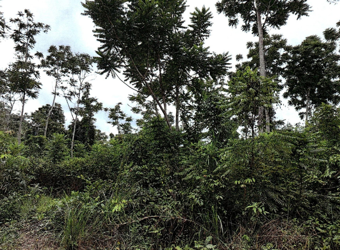 Residential land/lot Songkhla Sadao Prik 2421500