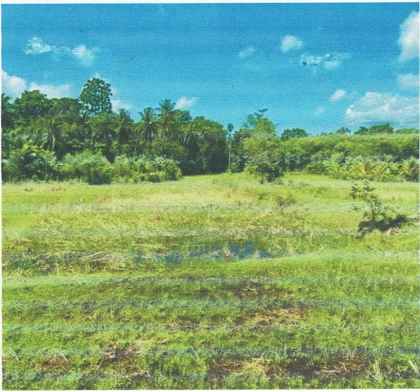 Residential land/lot Pattani Panare Ban Nam Bo 13200
