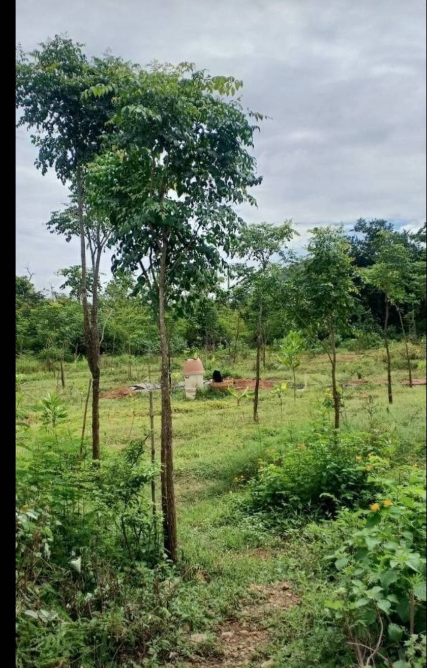 ที่ดินเปล่า สุพรรณบุรี อู่ทอง จรเข้สามพัน 690000