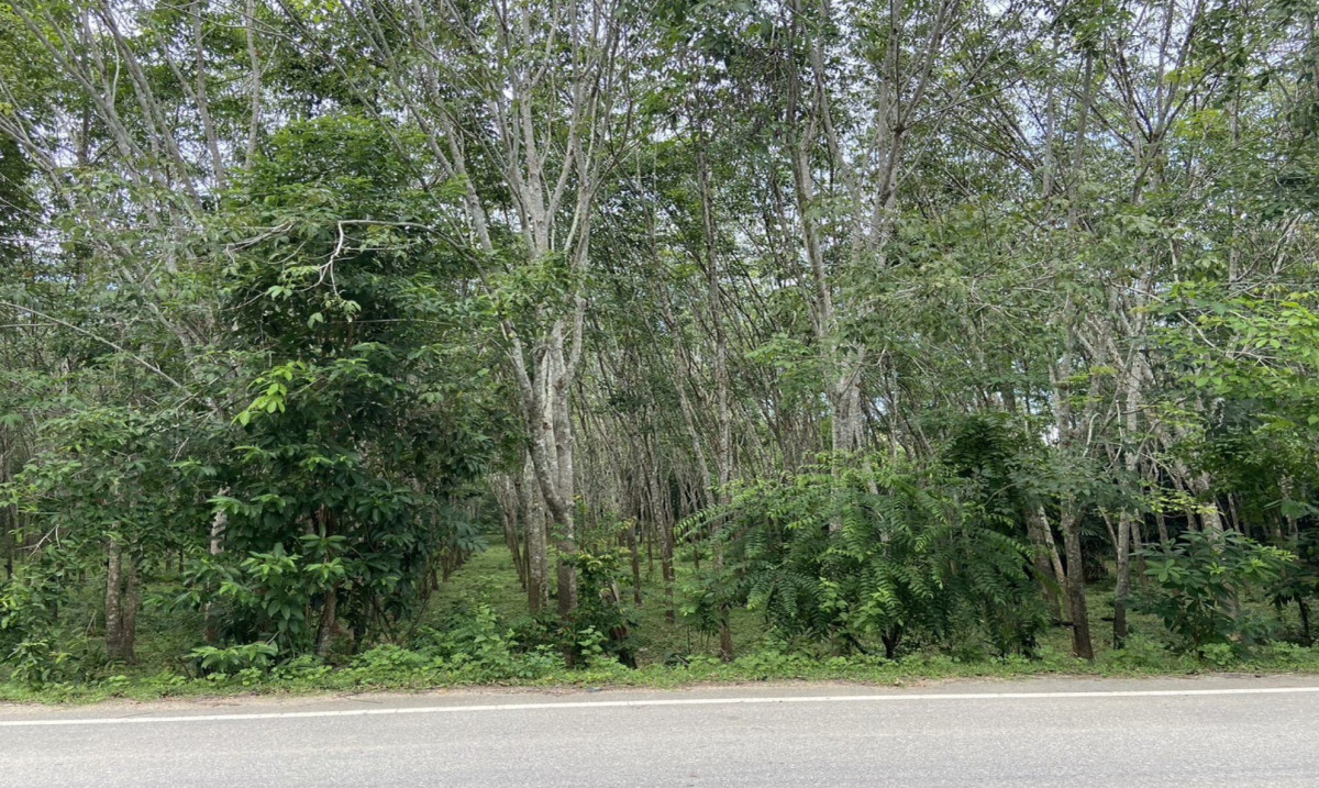 Residential land/lot Pattani Thung Yang Daeng Pa Ku 398544