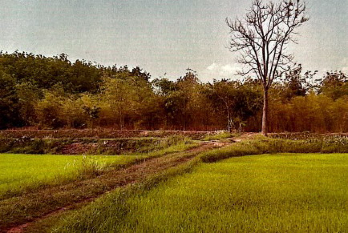 Residential land/lot Kalasin Rong Kham Lao Oi 420000