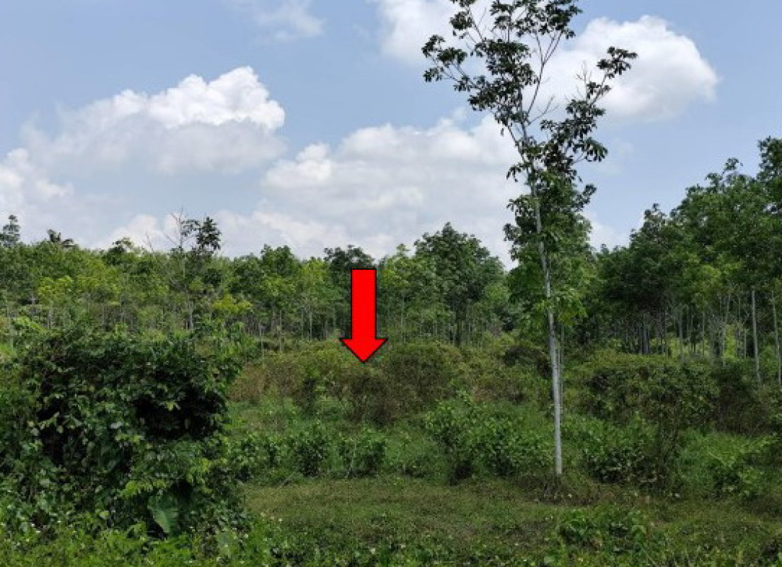 Residential land/lot Songkhla Saba Yoi Sa Ba Yoi 1205240