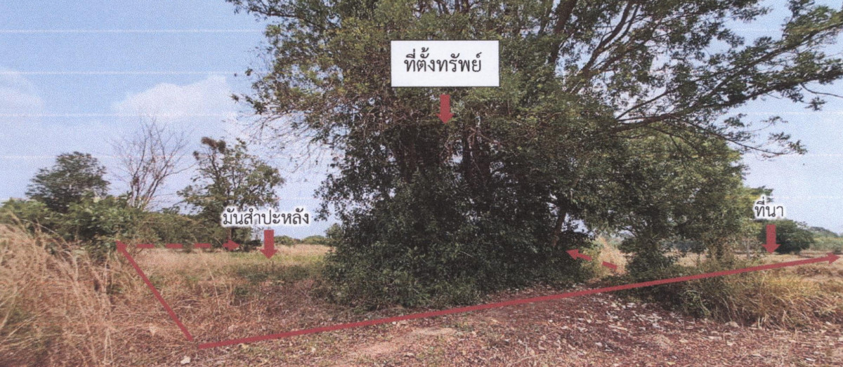 ที่ดินเปล่า สุรินทร์ ท่าตูม บะ 462800