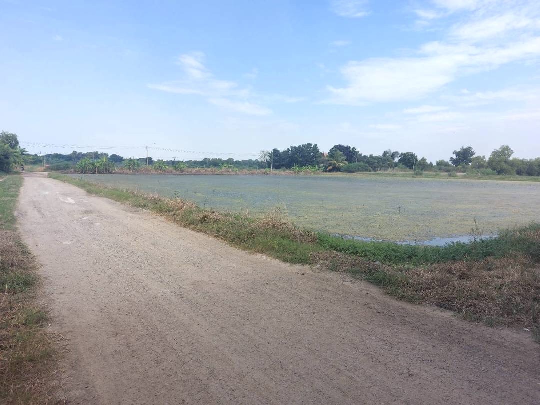 ที่ดินเปล่า นครปฐม พุทธมณฑล คลองโยง 1990000