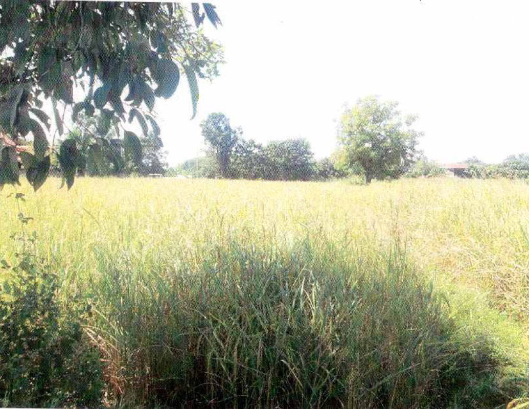 ที่ดินเปล่า หนองคาย โพนพิสัย กุดบง 46000