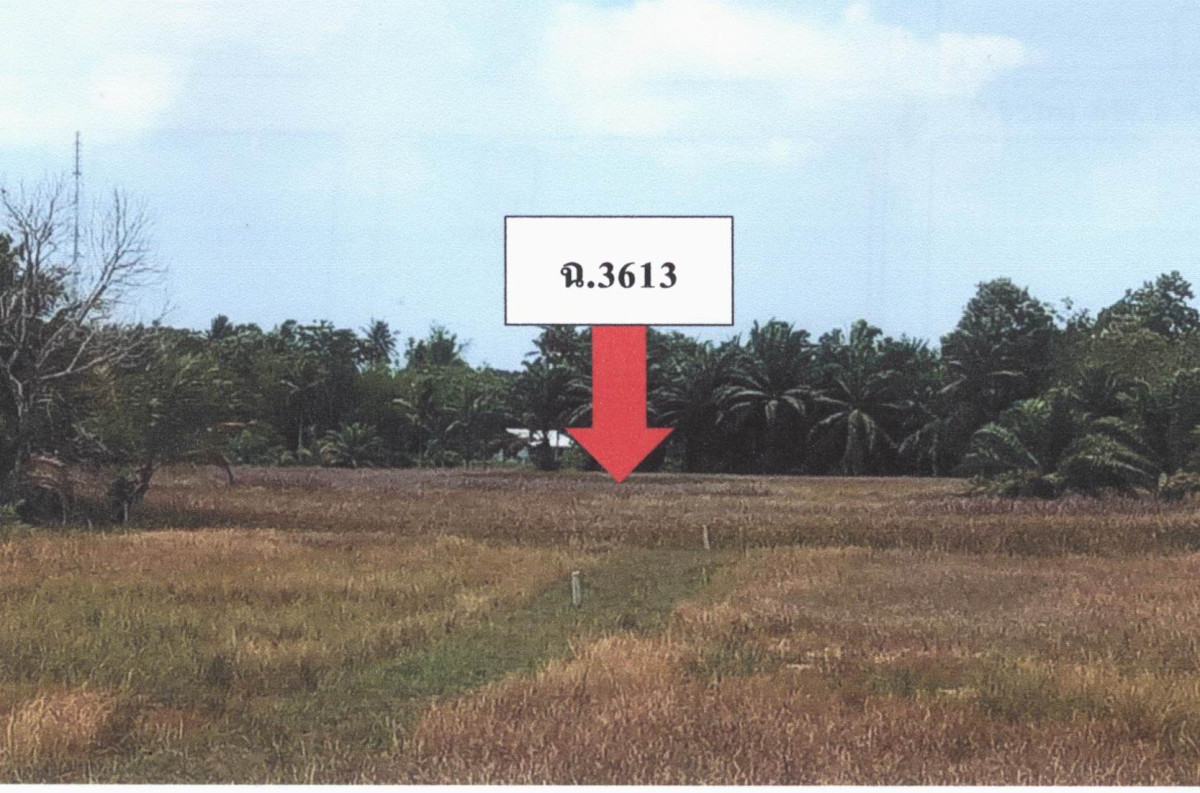 Residential land/lot Surat Thani Chaiya Samet 316480