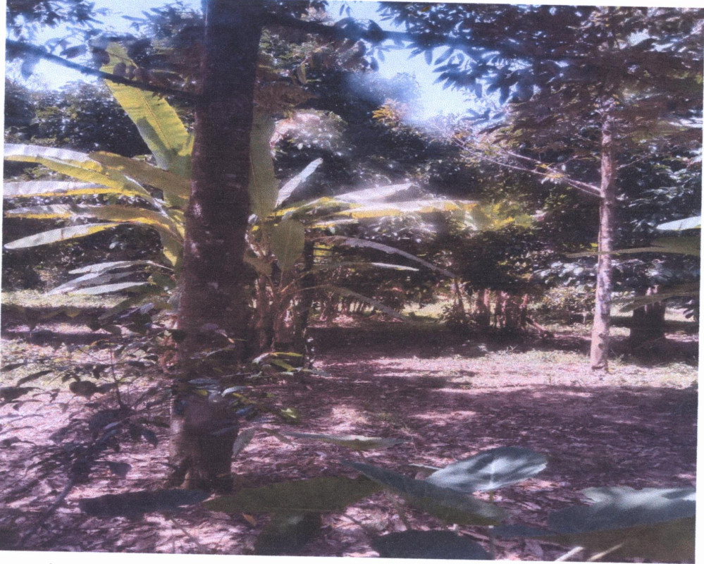 Residential land/lot Chumphon Lang Suan Tha Maphla 475200