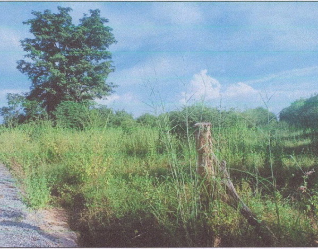 ที่ดินเปล่า หนองบัวลำภู เมืองหนองบัวลำภู นาคำไฮ 431600