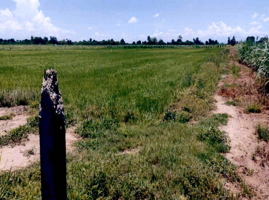 ที่ดินเปล่า สุโขทัย ศรีนคร คลองมะพลับ 504000