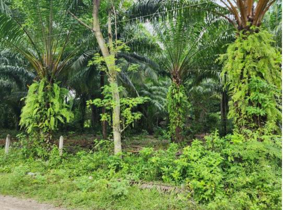 Residential land/lot Nakhon Si Thammarat Tha Sala Tha Sala 533100