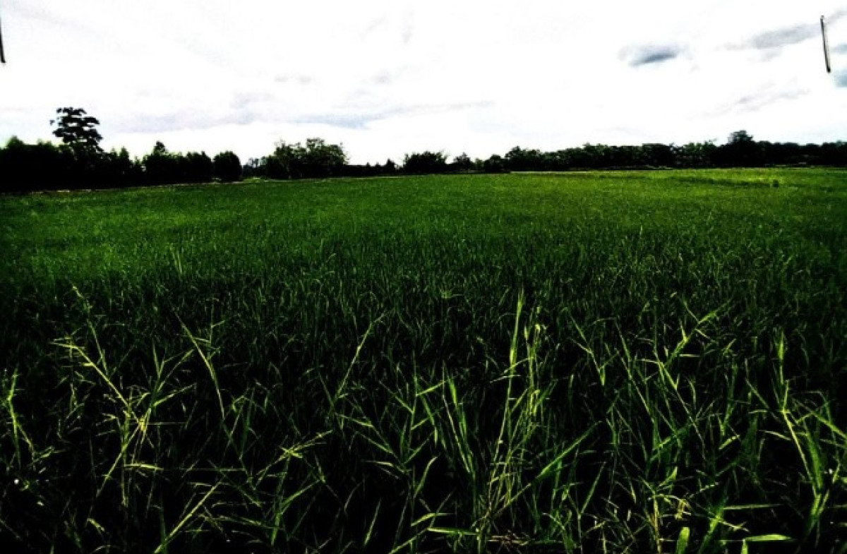 Residential land/lot Maha Sarakham Kosum Phisai Nong Bua 358000
