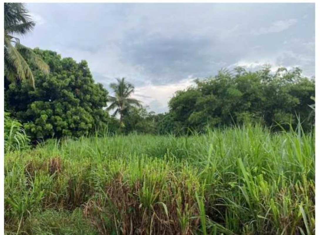 Residential land/lot Nong Bua Lam Phu Mueang Nong Bua Lam Phu Nong Phai Sun 76560