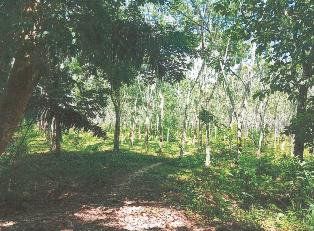 Residential land/lot Nakhon Si Thammarat Thung Yai Prik 985075