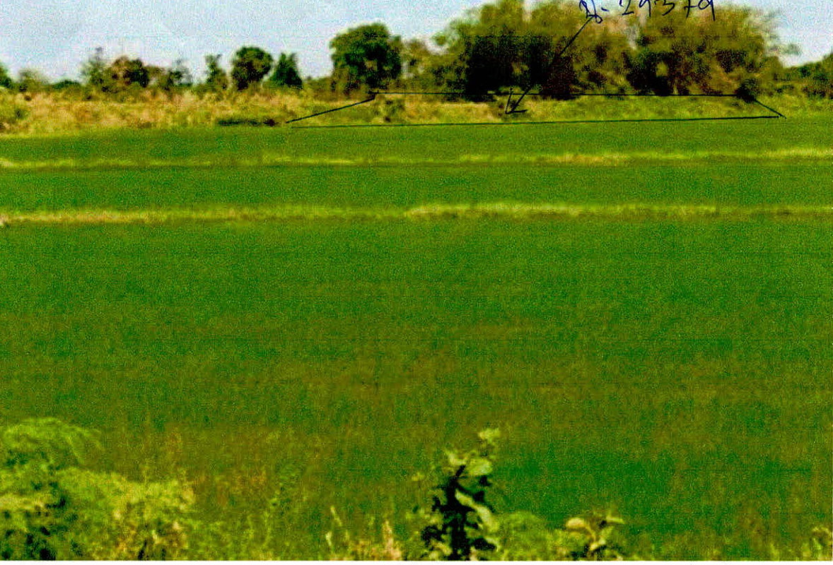 Residential land/lot Phitsanulok Wang Thong Nong Phra 60000