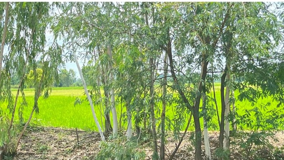 ที่ดินเปล่า มหาสารคาม โกสุมพิสัย เขื่อน 156000