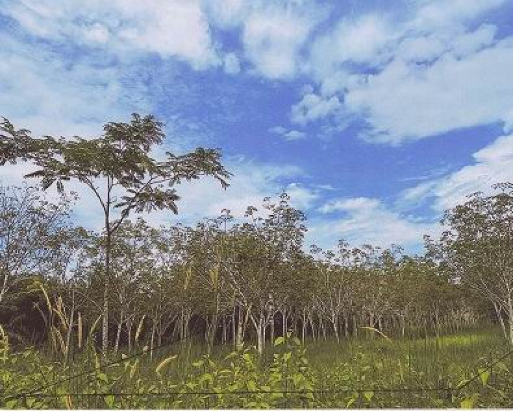 ที่ดินเปล่า ตรัง ปะเหลียน บ้านนา 799200