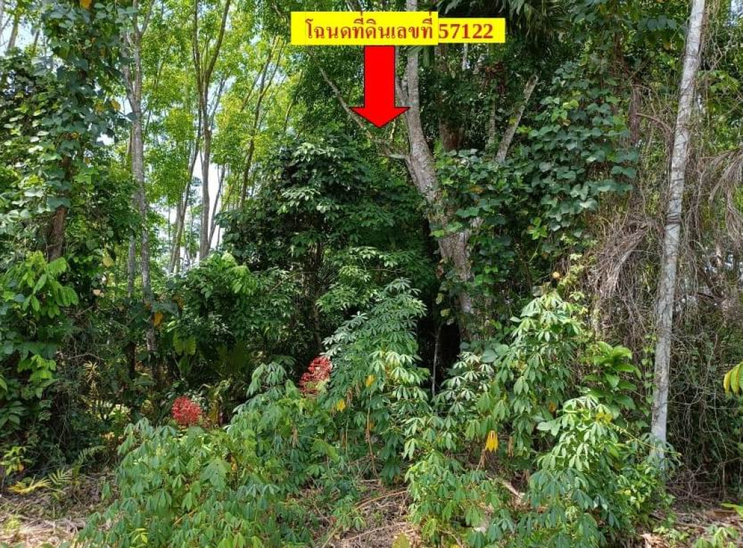 ที่ดินเปล่า สุราษฎร์ธานี กาญจนดิษฐ์ กรูด 100200