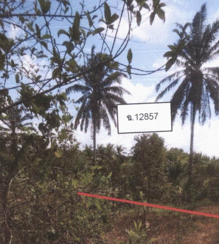 ที่ดินเปล่า ชุมพร ละแม ทุ่งคาวัด 203720