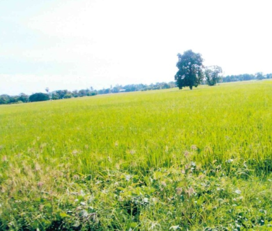 ที่ดินเปล่า สุโขทัย ศรีสำโรง เกาะตาเลี้ยง 117650