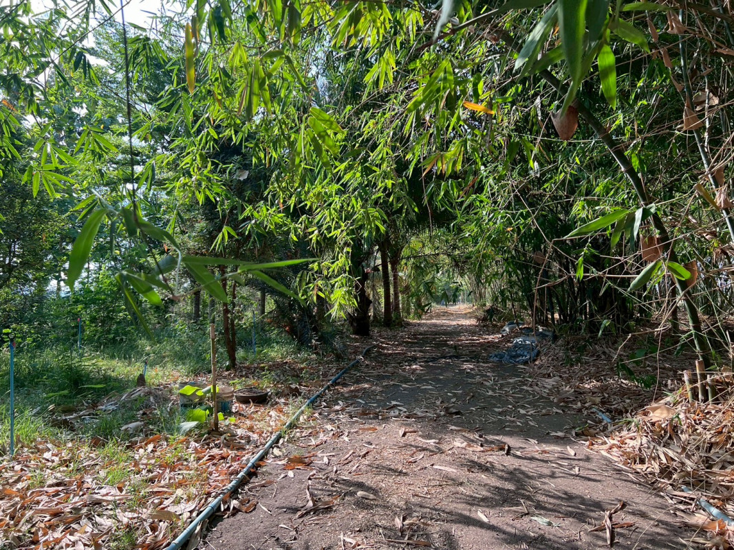 ที่ดินเปล่า สุพรรณบุรี อู่ทอง พลับพลาไชย 2900000