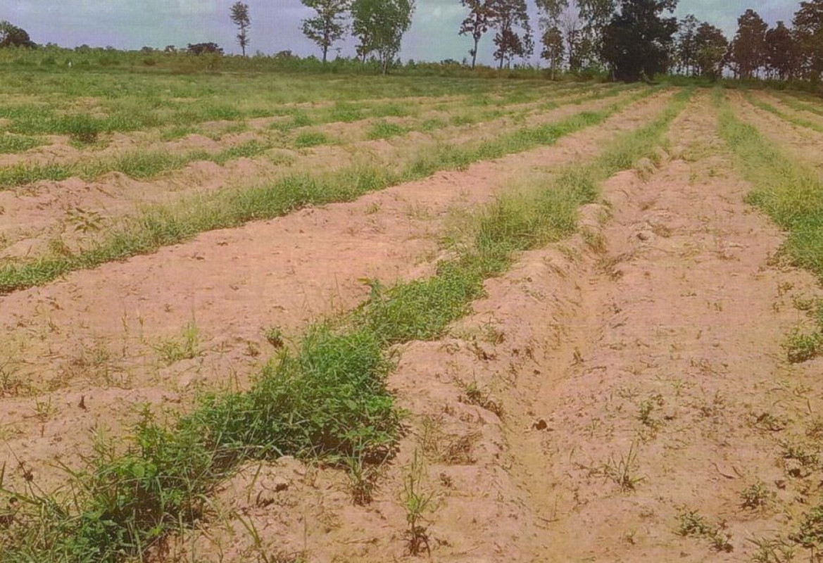 ที่ดินเปล่า หนองบัวลำภู ศรีบุญเรือง นากอก 305500