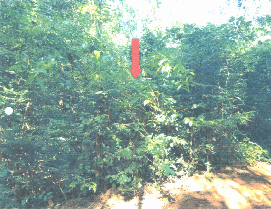 Residential land/lot Nakhon Phanom Mueang Nakhon Phanom Dong Khwang 175500