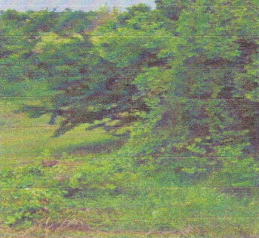 Residential land/lot Chaiyaphum Sap Yai Tako Thong 20000