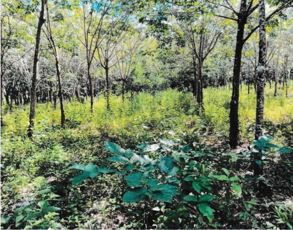 ที่ดินเปล่า อุบลราชธานี เดชอุดม แก้ง 330486
