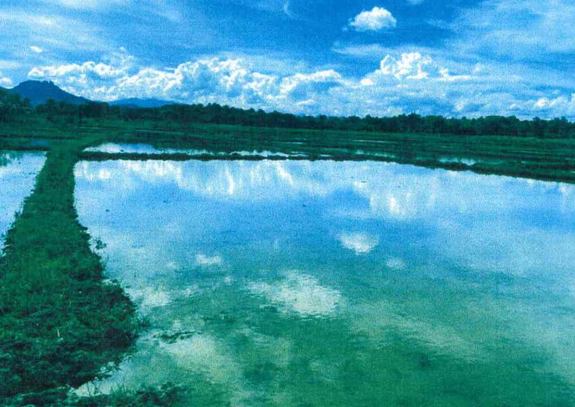 Residential land/lot Lampang Chae Hom Chae Hom 42000