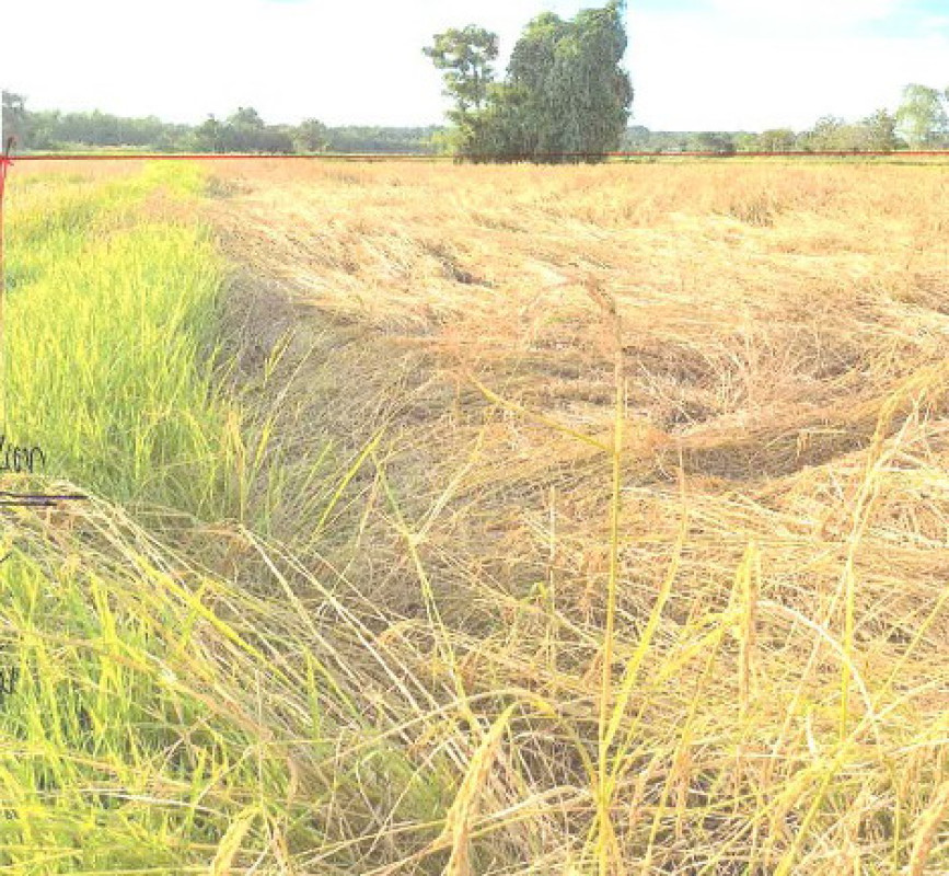 ที่ดินเปล่า ขอนแก่น มัญจาคีรี หนองแปน 140000