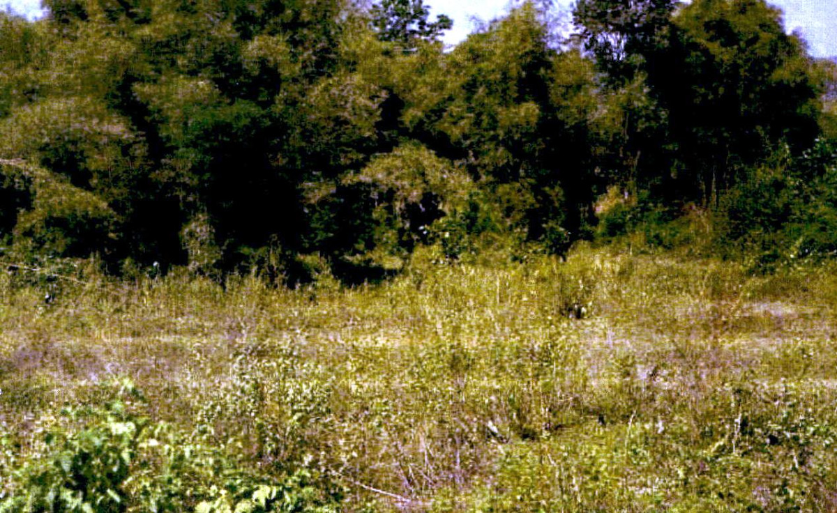 Residential land/lot Lampang Mae Tha San Don Kaeo 238740